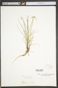 Carex swanii image