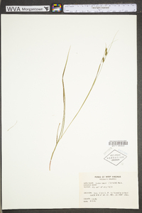 Carex swanii image