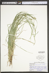 Carex swanii image