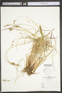 Carex swanii image