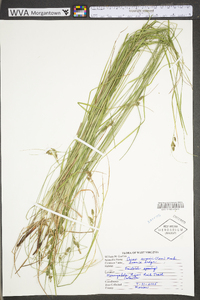 Carex swanii image