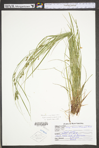 Carex swanii image