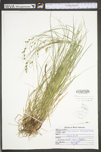 Carex swanii image