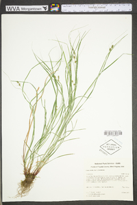 Carex swanii image