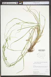 Carex swanii image