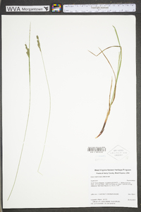 Carex swanii image