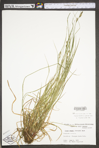 Carex swanii image