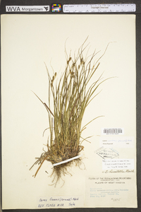 Carex swanii image