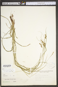 Carex swanii image