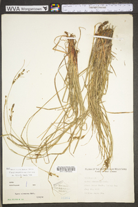 Carex virescens image