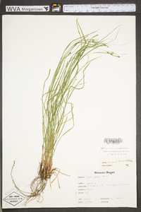 Carex swanii image