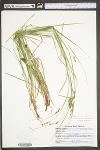 Carex swanii image