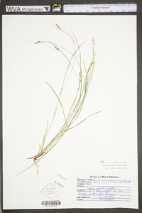 Carex swanii image