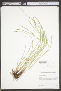 Carex swanii image