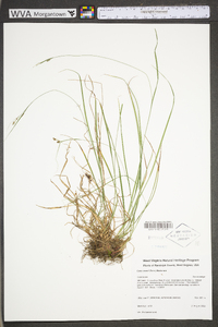 Carex swanii image