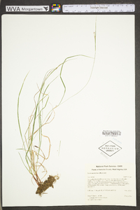 Carex swanii image