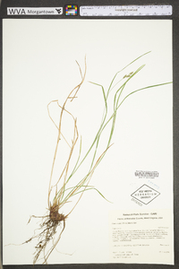 Carex swanii image