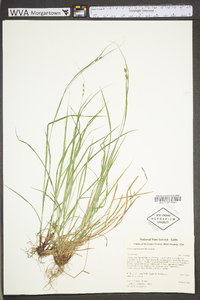 Carex swanii image