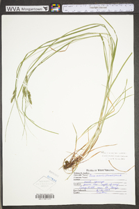 Carex swanii image