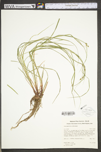 Carex swanii image