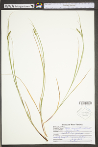 Carex swanii image