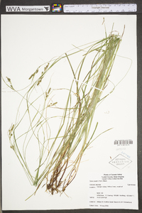 Carex swanii image