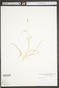 Carex tetanica image