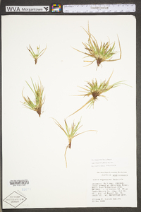 Carex tonsa image