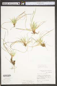 Carex tonsa image