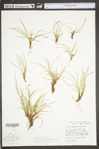 Carex tonsa var. rugosperma image