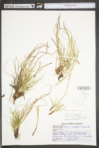 Carex umbellata image