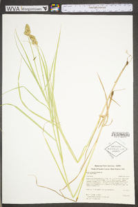 Carex tribuloides var. tribuloides image