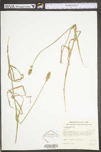 Carex tribuloides var. tribuloides image