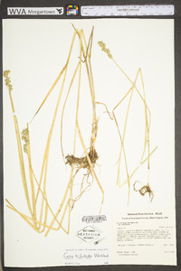 Carex tribuloides var. tribuloides image