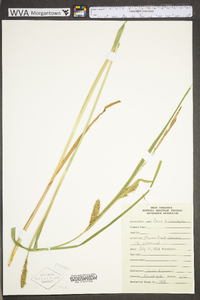 Carex trichocarpa image