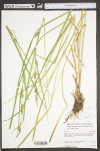 Carex trichocarpa image