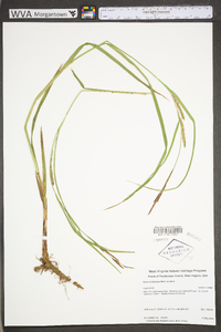 Carex trichocarpa image