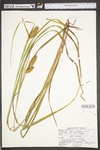 Carex typhina image