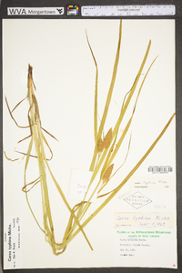 Carex typhina image