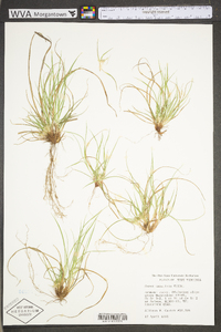 Carex umbellata image