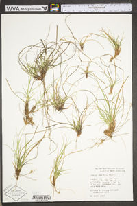 Carex umbellata image