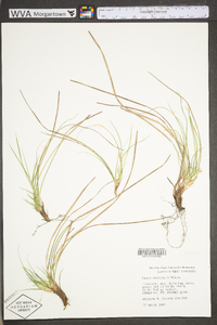 Carex umbellata image