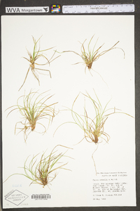 Carex umbellata image