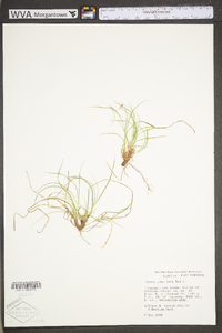 Carex umbellata image