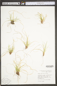 Carex umbellata image