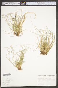 Carex umbellata image