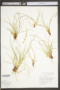 Carex umbellata image