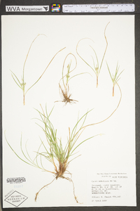 Carex umbellata image