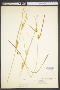 Carex vesicaria image