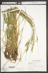 Carex virescens image